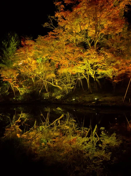 Paisaje otoñal, árboles y hojas de otoño amarillo, naranja y rojo, follaje colorido durante la noche con algunas luces que reflejan el follaje en Kyoto —  Fotos de Stock