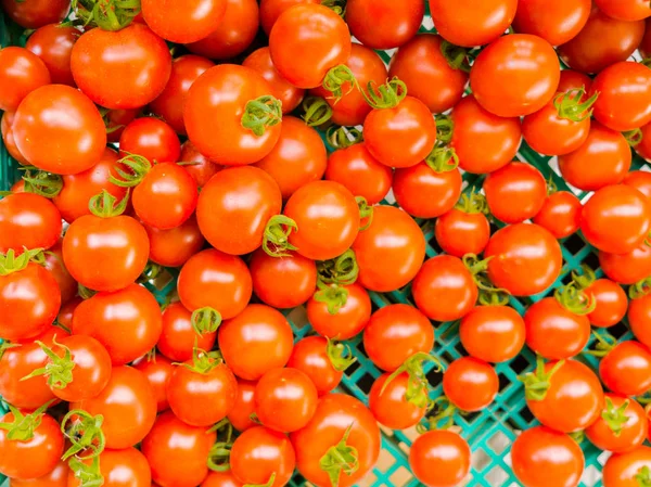 二世古北海道日本夏天番茄种植农场 — 图库照片