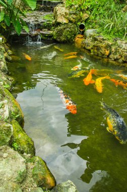 Pichincha Batı Ekvator, Mindo, 1400 m kotunda havuzda yüzme birçok büyük carpas yakın çekim