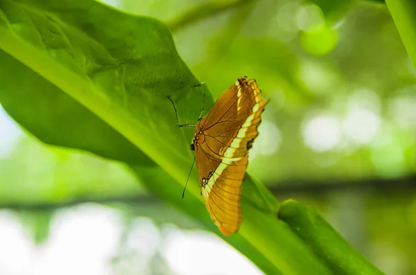 Mindo i Ecuador, en perfekt plats för att se några vackra fjärilar, poserar över ett grönt blad, i Mindo — Stockfoto