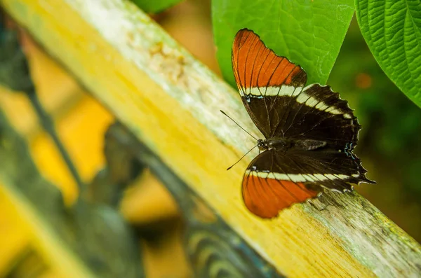 Mindo στο Εκουαδόρ, ένα ιδανικό σημείο για να δείτε μερικές όμορφες πεταλούδες, με τα πορτοκαλιά και μαύρα φτερά, θέτοντας πάνω από ένα πράσινο φύλλα, σε Mindo — Φωτογραφία Αρχείου