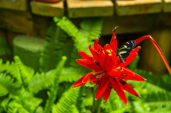 Mindo i Ecuador, en perfekt plats för att se några vackra fjärilar, poserar över en vacker röd blomma att slicka nektar — Stockfoto