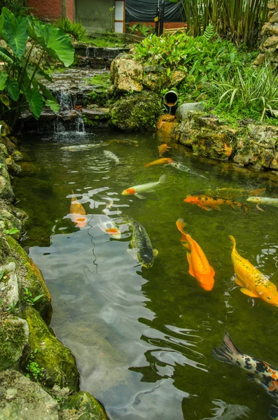 Pichincha Batı Ekvator, Mindo, 1400 m kotunda havuzda yüzme birçok büyük carpas yakın çekim