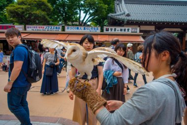 Tokyo, Japonya Haziran 28-2017: güzel baykuş poz bitti kadın bilek Akihabara baykuş Cafe - sokakta baykuşlar Japonya'da çok popüler evcil hayvan