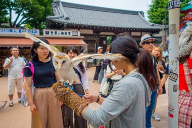 Tokyo, Japonya Haziran 28-2017: güzel baykuş poz bitti kadın bilek Akihabara baykuş Cafe - sokakta baykuşlar Japonya'da çok popüler evcil hayvan