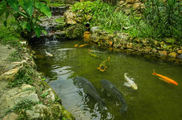 Pichincha Batı Ekvator, Mindo, 1400 m kotunda havuzda yüzme birçok büyük carpas yakın çekim