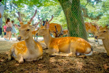 Vahşi geyikler, yakın Nara, Japonya - eski düşen şehir ve şu anda Unesco Dünya Mirası büyük turizm hedef bu şehirdir