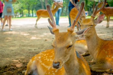 Vahşi geyikler, yakın Nara, Japonya - eski düşen şehir ve şu anda Unesco Dünya Mirası büyük turizm hedef bu şehirdir