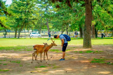 Nara, Japonya - 26 Temmuz 2017: Ziyaretçiler: Nara, Japan vahşi geyik besleme. Nara büyük turizm yer Japonya - eski düşen şehir ve şu anda UNESCO Dünya Miras Listesi