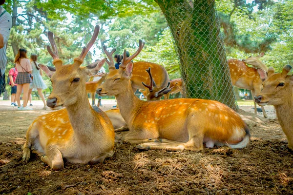 Vahşi geyikler, yakın Nara, Japonya - eski düşen şehir ve şu anda Unesco Dünya Mirası büyük turizm hedef bu şehirdir