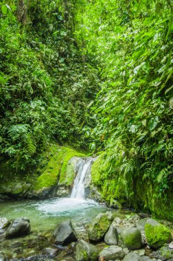 Min'in nehirde içinde taş olan yeşil bir orman içinde bulunan güzel küçük şelale