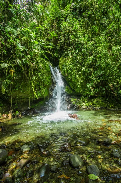 Hermosa cascada pequeña en el bosque verde con piedras en el río en Mindo —  Fotos de Stock