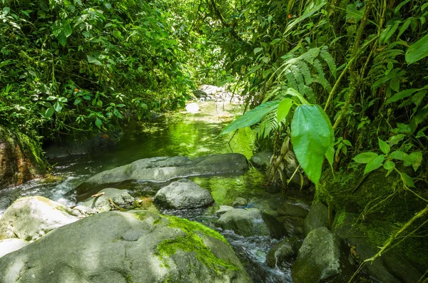 Indah sungai mengalir di dalam hutan hijau dengan batu di sungai di Mindo — Stok Foto