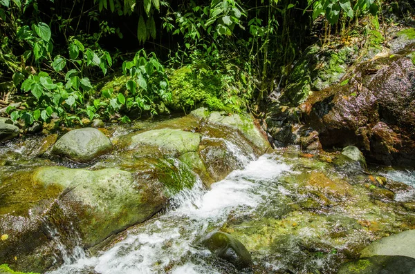 Bellissimo torrente che scorre all'interno di una foresta verde con pietre nel fiume a Mindo — Foto Stock