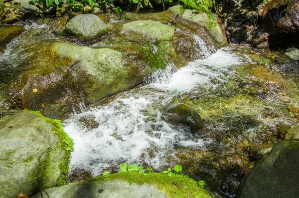 Hermoso arroyo que fluye dentro de un bosque verde con piedras en el río en Mindo —  Fotos de Stock