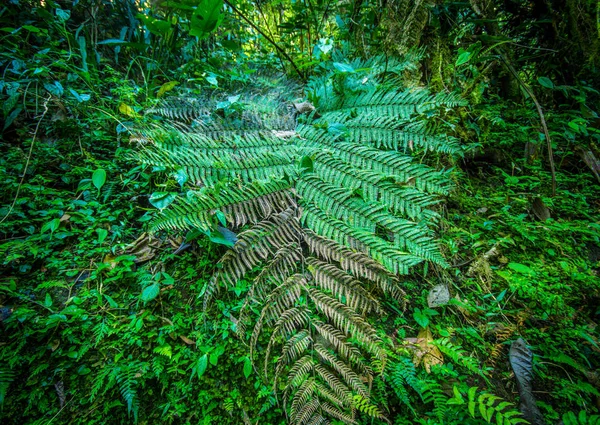 Close up of a beautiful view of the nature inside the forest, with some ferns, in Mindo — Stock Photo, Image
