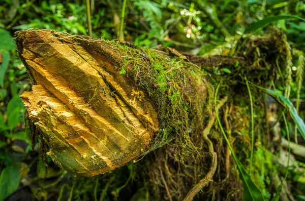 Primer plano de un tronco en la naturaleza dentro del bosque en Mindo —  Fotos de Stock