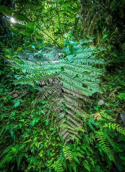 Zbliżenie na pięknym widokiem natury w lesie między paprocie, w Mindo — Zdjęcie stockowe