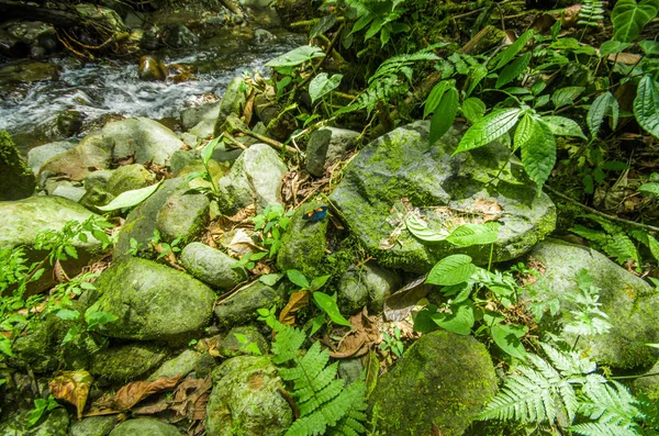 Hermoso arroyo que fluye dentro de un bosque verde con piedras en el río en Mindo — Foto de Stock