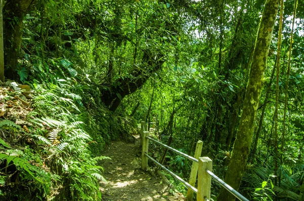 Hermoso sendero dentro de la selva tropical con planta de humedad, ubicado en Mindo —  Fotos de Stock