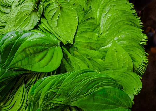 Close up of a green betel leaf on a leaf background, in India — Stock Photo, Image