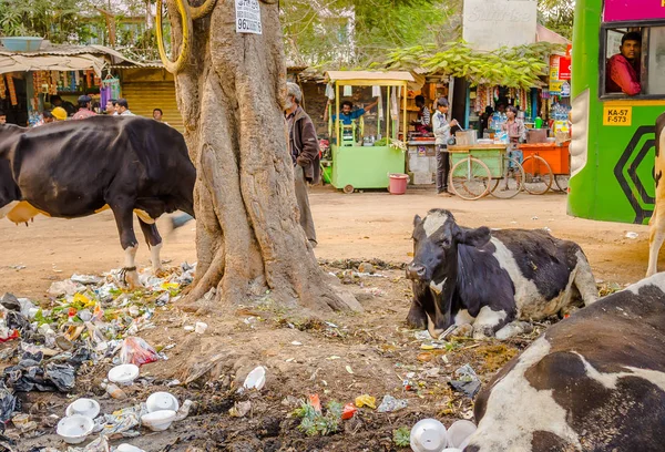 Jaipur, Indie - 25 sierpnia 2017: Grupa bezpańskie krowy siedzi pośród śmieci na ulicach Indii — Zdjęcie stockowe