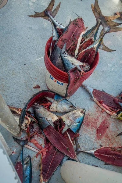 FORT LAUDERDALE, EE.UU. - 11 de julio de 2017: Cebo para atunes con mosca sobre los peces, dentro de una fianza roja utilizada para capturar algunos peces — Foto de Stock