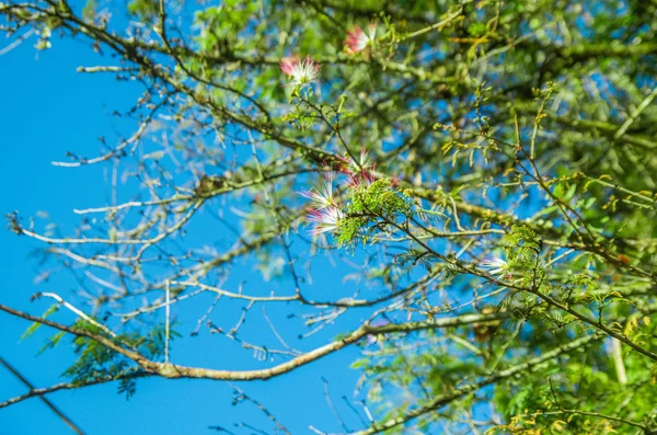 Beau paysage de la forêt à Mindo, dans un ciel bleu magnifique — Photo