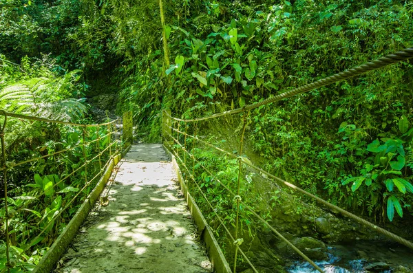 Ponte de madeira bonita na floresta tropical colina com planta de umidade, localizada em Mindo — Fotografia de Stock