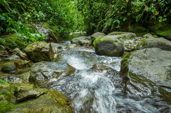 Güzel creek Mindo nehirde içinde taş olan yeşil bir orman içinde akan