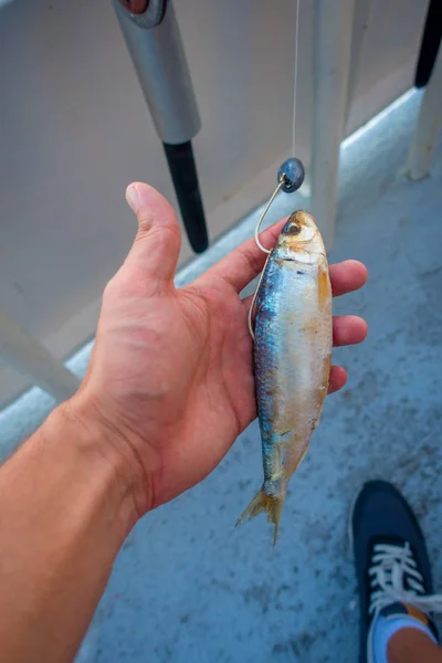 Nahaufnahme eines Mannes, der einen Fischköder mit einem kleinen Fisch anfasst, an einem Sommertag im Urlaub in Fort Lauderdale, Florida — Stockfoto