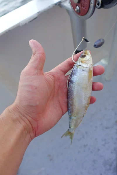 Primer plano de un hombre manejar un cebo de pescado con un pez pequeño, en un día de verano de vacaciones en Fort Lauderdale, Florida — Foto de Stock
