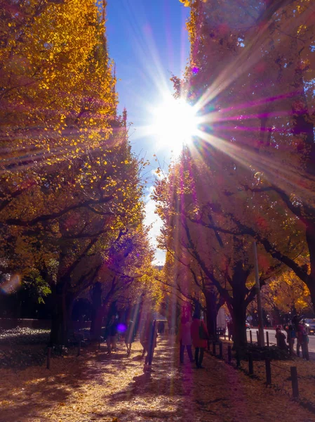 Нара, Японія - 26 липня 2017: Невідомі люди фотографувати і насолоджуючись панорамами красиві осінні краєвид, жовтий осінні дерева та листя, барвисті листя в Осінній Парк в Kyoto — стокове фото