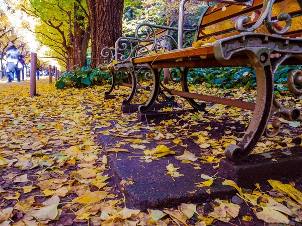 Нара, Японія - 26 липня 2017: Закрити вгору жовтого листя під громадського стілець, вид осінній пейзаж з жовті Осіннє дерев і листя, барвисті листя в Осінній Парк в Kyoto — стокове фото