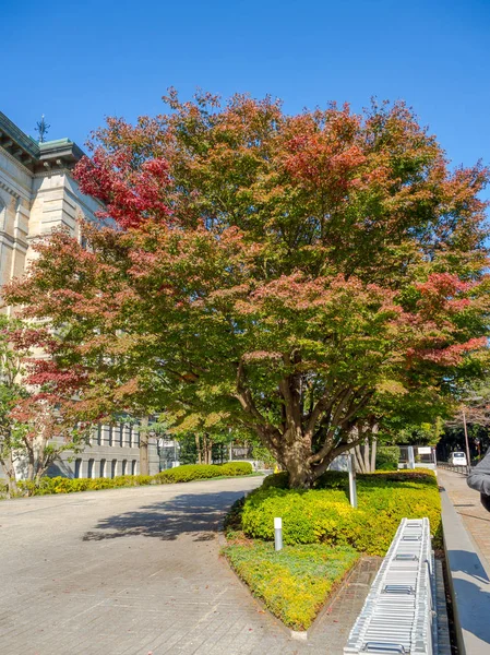 Nara, Japonia - 26 lipca 2017: Piękny widok na duże drzewo z zielonych i czerwonych liści jesienią, kolorowych liści w parku jesienią w Kyoto — Zdjęcie stockowe