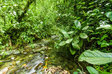 Güzel creek Mindo nehirde içinde taş olan yeşil bir orman içinde akan