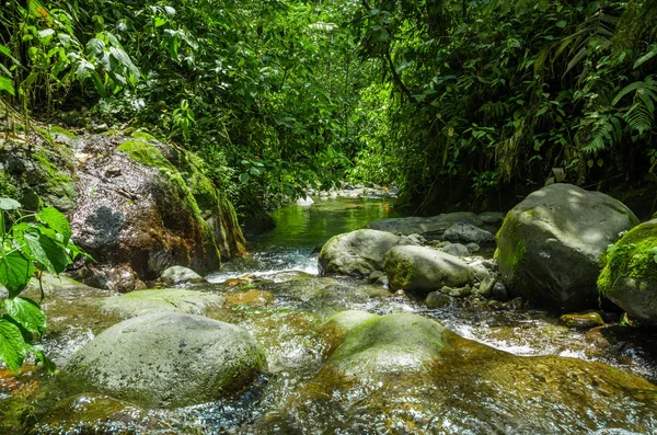 Belo riacho fluindo dentro de uma floresta verde com pedras no rio em Mindo — Fotografia de Stock