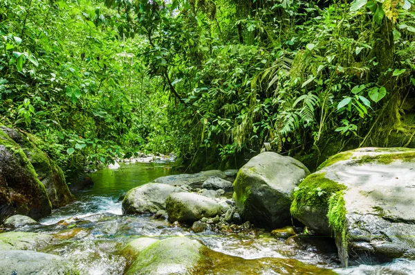 Bellissimo torrente che scorre all'interno di una foresta verde con pietre nel fiume a Mindo — Foto Stock