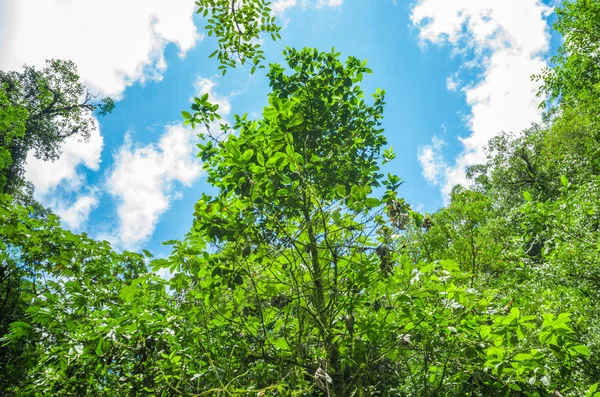 Vackra landskap av skogen i Mindo, i vacker blå himmel — Stockfoto