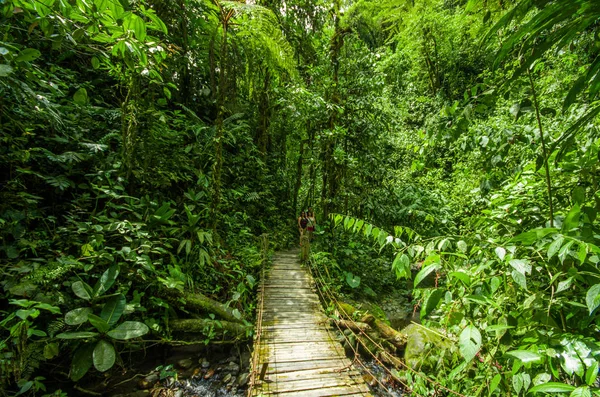 Beautiful wooden bridge in hill rain forest with moisture plant, located in Mindo — Stock Photo, Image