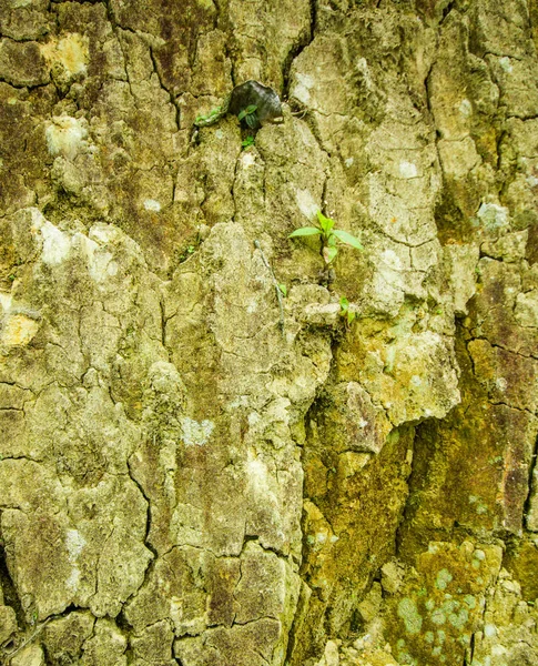 Close up of a small plant in a dry ground, inside the forest in Mindo — стоковое фото