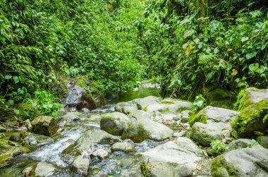 Güzel creek Mindo nehirde içinde taş olan yeşil bir orman içinde akan
