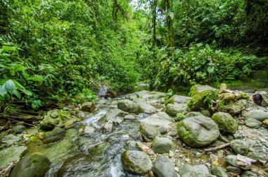 Güzel creek Mindo nehirde içinde taş olan yeşil bir orman içinde akan