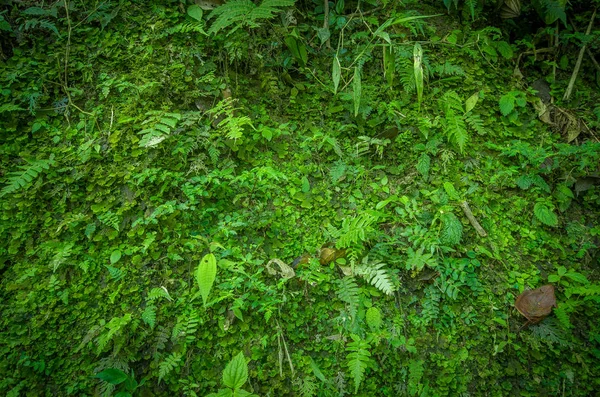 Close-up de uma bela vista da natureza dentro da floresta, com algumas samambaias, em Mindo — Fotografia de Stock