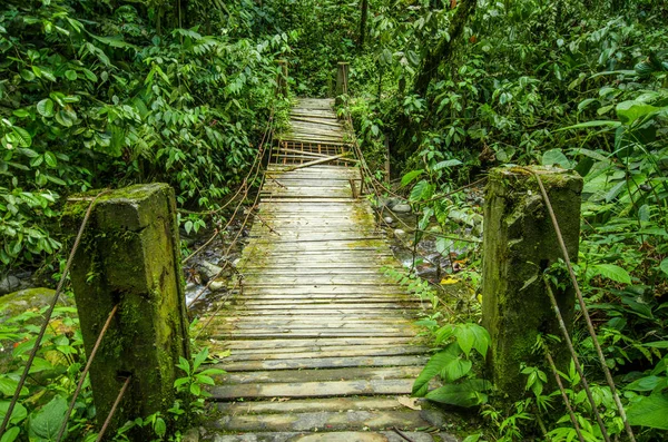 Ponte de madeira bonita na floresta tropical colina com planta de umidade, localizada em Mindo — Fotografia de Stock