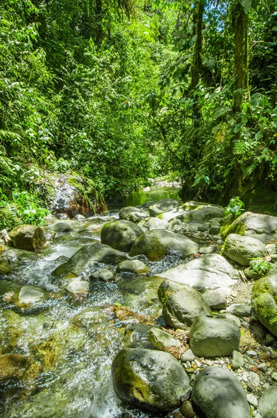 Belo riacho fluindo dentro de uma floresta verde com pedras no rio em Mindo — Fotografia de Stock