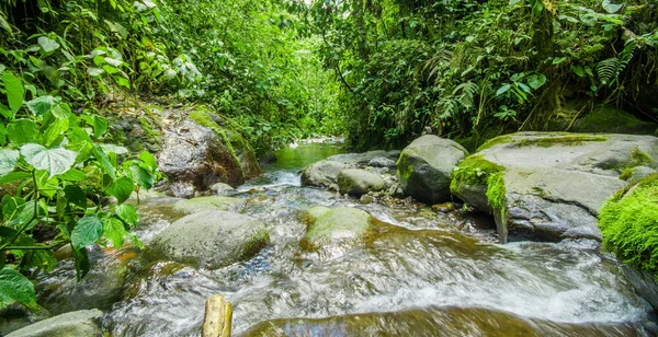 Wunderschöner Bach, der in einem grünen Wald mit Steinen im Fluss bei Mindo fließt — Stockfoto