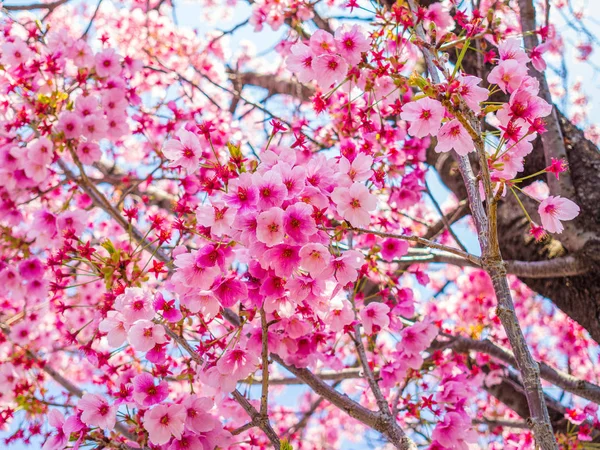 Vacker körsbärsblom, under festivalen i Ueno Park — Stockfoto