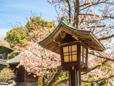 Hanami Park ahşap yapının kiraz çiçeği sezonunda Kyoto'da yakın çekim