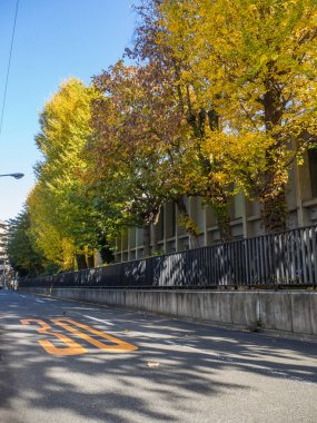Nara, Japonya - 26 Temmuz 2017: Yolda, sarı sonbahar ağaç ve yaprak, Kyoto, sonbahar parkta renkli yeşillik sonbahar manzara güzel manzarasına